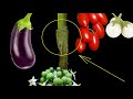 Tomato eggplant and white eggplant  grafting on pea eggplant at home clip