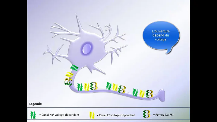 Neurone et potentiel daction