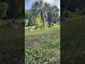 #MVP#doomsdaydisc #trashpanda #flightfactory
