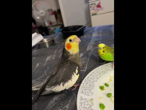 Cockatiel plays the