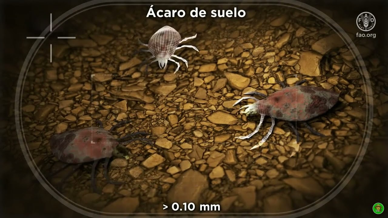 La vida del suelo! Cortometraje🌎   FAO