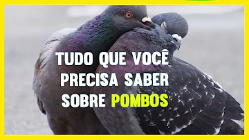 Como são as pombas?
