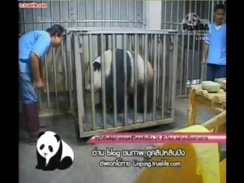 Panda Chuang Chuang don't like injection !