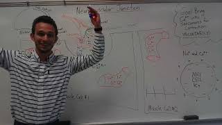 Neuromuscular Junction 9