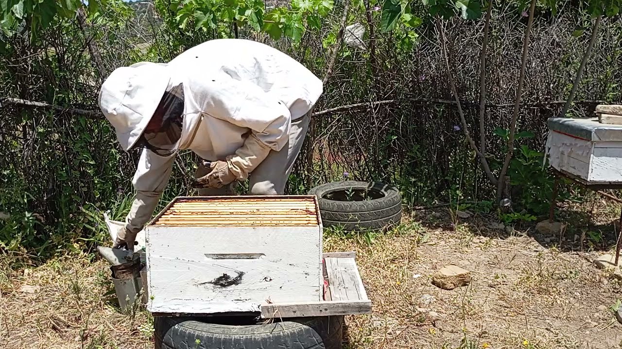 الطريقة الصحيحة لفحص خلية النحل للمبتدئين#النحل #bee #beekeeper
