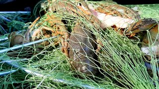видео: КАК ловится РАК в НАЧАЛЕ осени. РАКОЛОВКИ во ВРЕМЯ ЛИНЬКИ рака. КАК ловить РАКОЛОВКОЙ ДОРОЖКА РУЧЕЙ. картинка: КАК ловится РАК в НАЧАЛЕ осени. РАКОЛОВКИ во ВРЕМЯ ЛИНЬКИ рака. КАК ловить РАКОЛОВКОЙ ДОРОЖКА РУЧЕЙ.