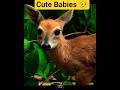 The Most Beautiful Moments in Wildlife ✨ wildlife #cuteanimals #babyanimals #nature #shorts