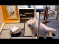 忍者屋敷で財布を無くして慌てるハムスター(Hamster to enjoy the ninja mansion)