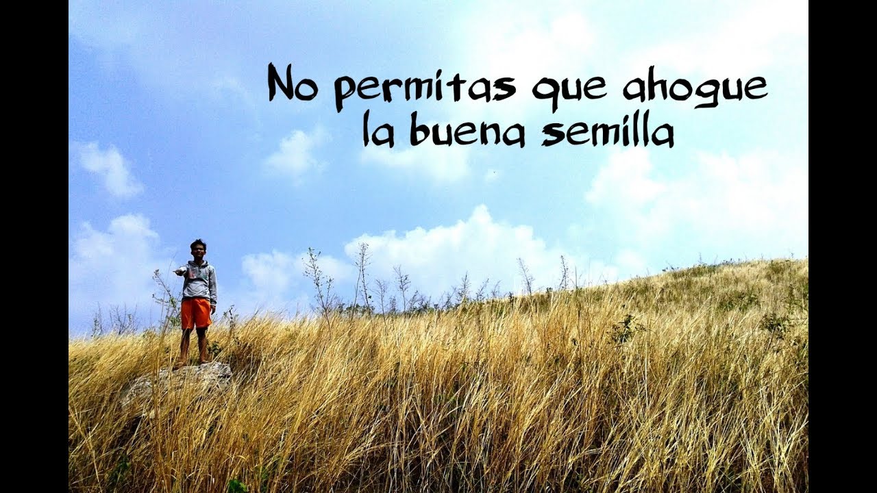 meditacion para principiantes CUANDO LA CIZAÑA ESTÁ EN LA FAMILIA. Sábado XVI semana del Tiempo Ordinario, ciclo C (Mt 13,24-30)