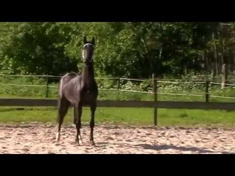 Wideo: Holenderski Koń Rasy Tuigpaard Hipoalergiczny, Zdrowy I Długowieczny