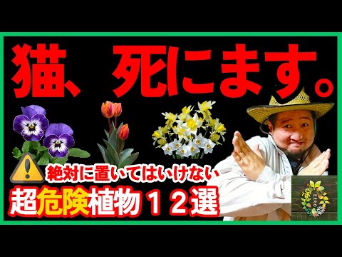 【本当にやめて!】90%の人が知らない猫に危険な植物!正しい知識で猫を守って楽しくガーデニング! hqdefault