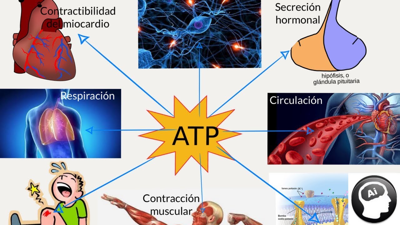 ¿Qué papel cumple el ATP en el cuerpo humano