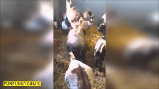 Приколы с животными, смешные видео ролики про животных Приколы с животными, смешные видео ролики про животных