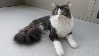 Anakin The Two Legged Cat Rolling around on the Porch