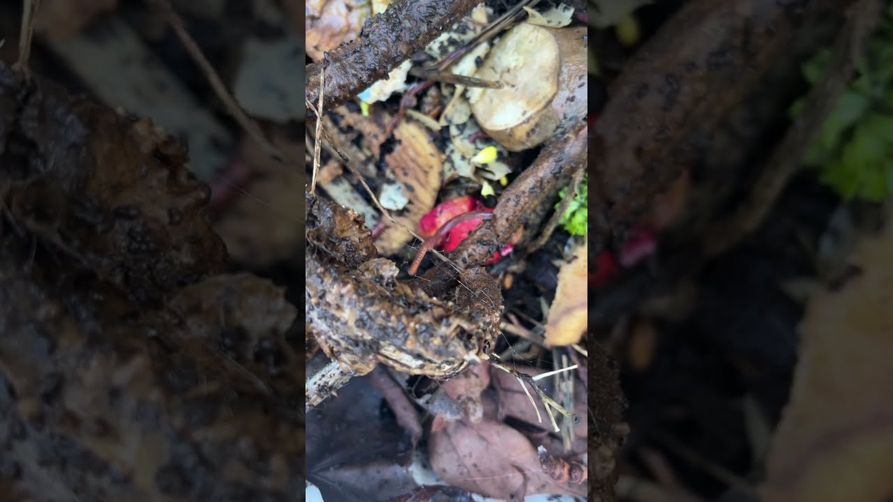 Nature Wonders Hungry Worms