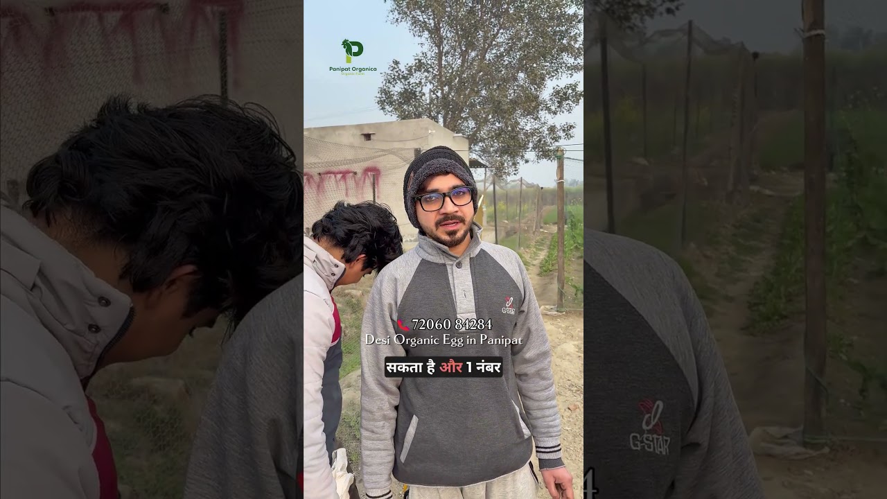 Pure desi organic chicken and eggs in panipat