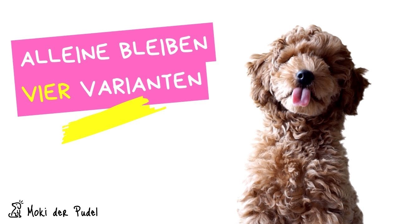 Alleine Bleiben Welpen üben - Vier Szenarien, die wir getestet haben ...