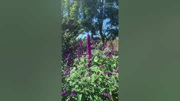 Wild Pollinator Count Citizen Science Project