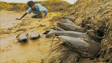 Amazing Hand Fishing At River Side Dry Place Underground Fishing Video Big Catfish Cath By Hand