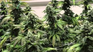 4K MONEY MAKER - Aptus/AN SFVOG Grow - Day 55-61?
