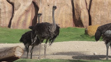 Strutting Ostrich at Savanna Bali Zoo