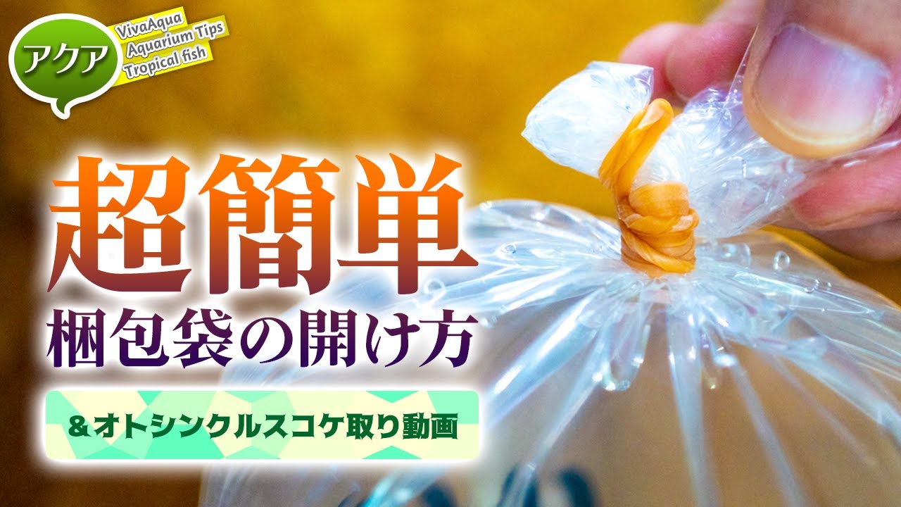 3日でピカピカ オトシンクルス 苔対策 水槽別飼育適正匹数 アクアリウム Youtube