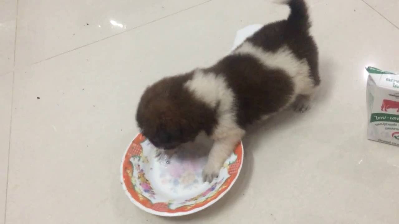 really small puppies