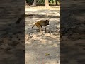 बंदर की दिनचर्या #the monkey life 🐒#anymals #viral