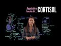Sistema endocrino IV: El cortisol