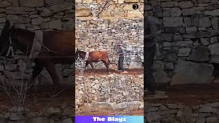 Farming on HILLS with HORSES?! This Old-School Method Is Actually INSANE!