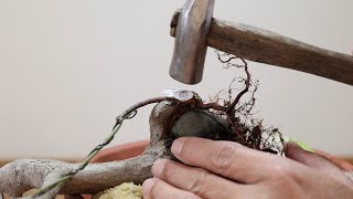 Make roots   Japanese technique　根接ぎの技術