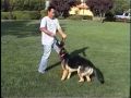 Dog Training For Owners Training Exercise Series 1 Dog Training For Owners Training Exercise Series 1