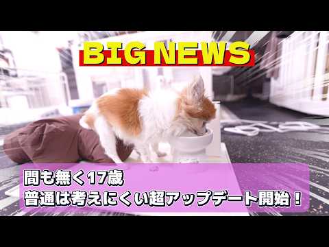 【凄すぎる】間も無く17歳お婆ちゃんの奇跡！未だに進化が止まりません