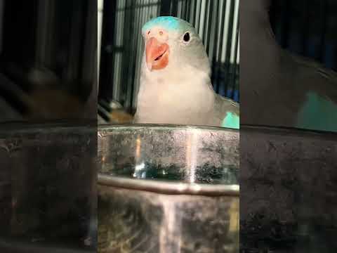 How cute fluffy adorable princess of wales parrot coming to drink water its so funny 😆