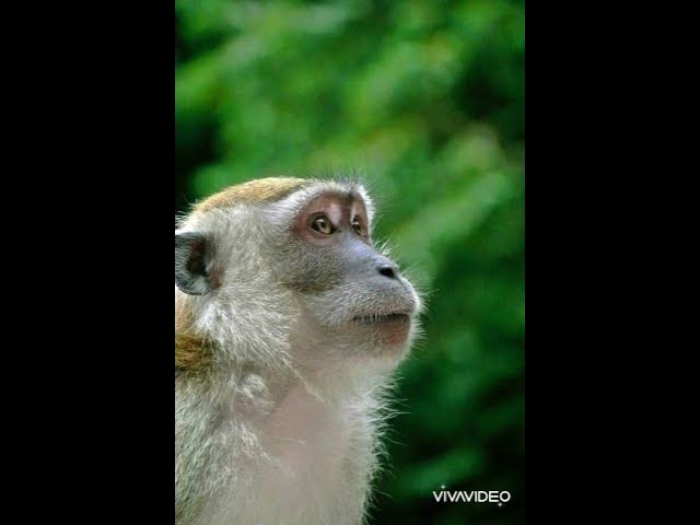 Animal, chimpanzee – chimp screams, ape, monkey