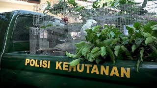 What drives the illegal parrot trade in Indonesia?