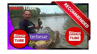 Ikan Lele Terbesar Di Dunia