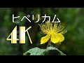 [4K] ヒペリカム hiperikamu