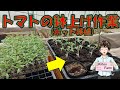 【トマトの移植作業】ミニトマトと中玉トマトの苗が届いたので、ポットに鉢上げしました。