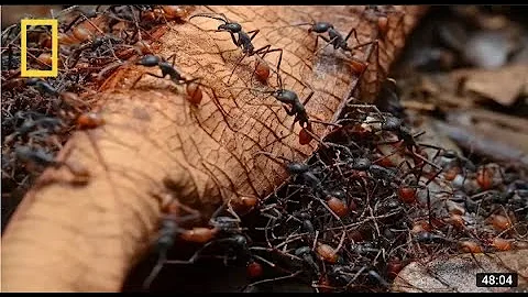National Geographic - Army Ants -Wildlife Documentary