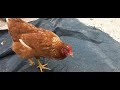 7 meses y todavía no pone huevo - gallina de raza ponedora