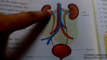 Chapter-3 THE DIGESTIVE AND EXCRETORY SYSTEM ( PART2)| CLASS 4 |ICSE BOARD | QUEST SCIENCE