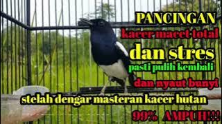 🔵PANCINGAN KACER MACET DAN STRES PASTI PULIH KEMBALI NYAUT BUNYI GACOR‼️