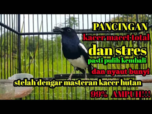 🔵PANCINGAN KACER MACET DAN STRES PASTI PULIH KEMBALI NYAUT BUNYI GACOR‼️ class=