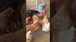 Pra Que Galo As Galinhas São De Postura?