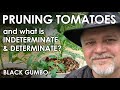 How to Prune Indeterminate and Determinate Tomatoes for Healthy Yields || Black Gumbo