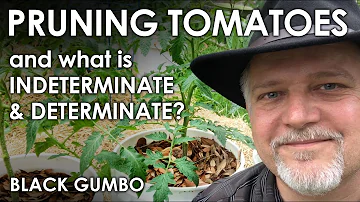 Jak prořezávat determinantní a indeterminantní rajčata?
