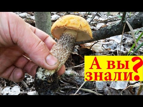 Нужно ли и как правильно собирать грибы срезать или выкручивать вырывать с корнем