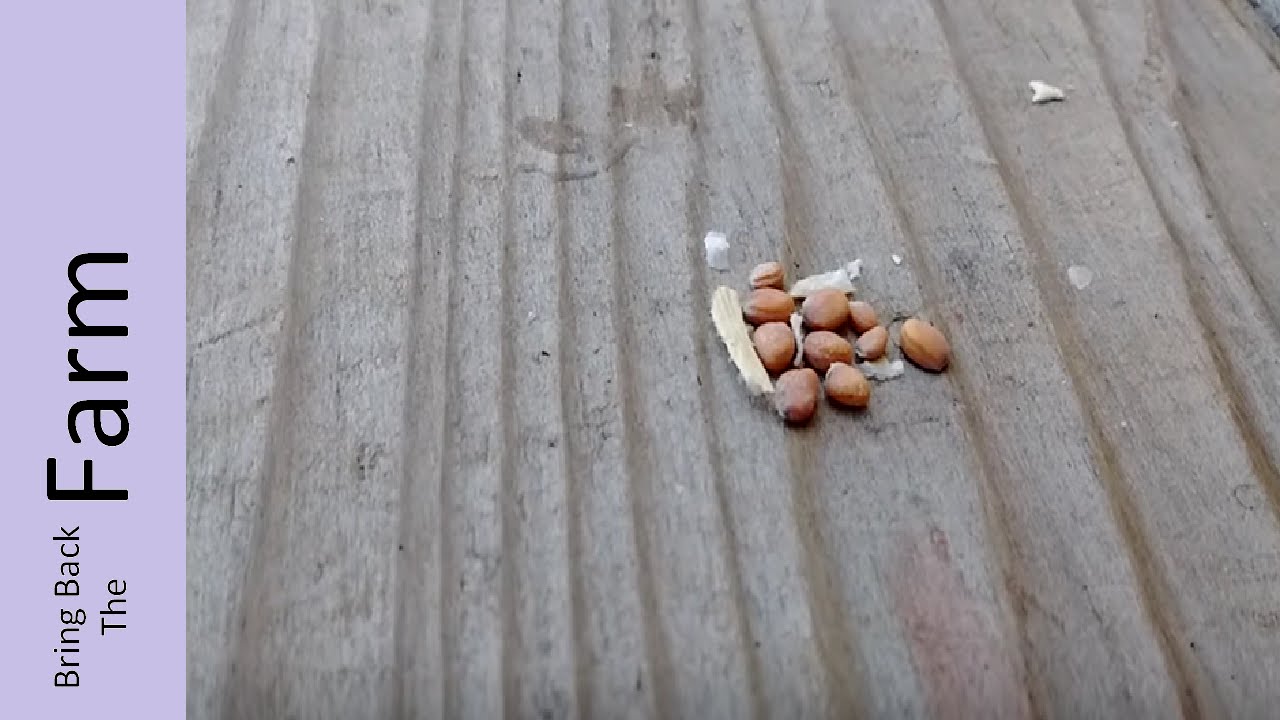 How to Harvest Radish Seeds YouTube