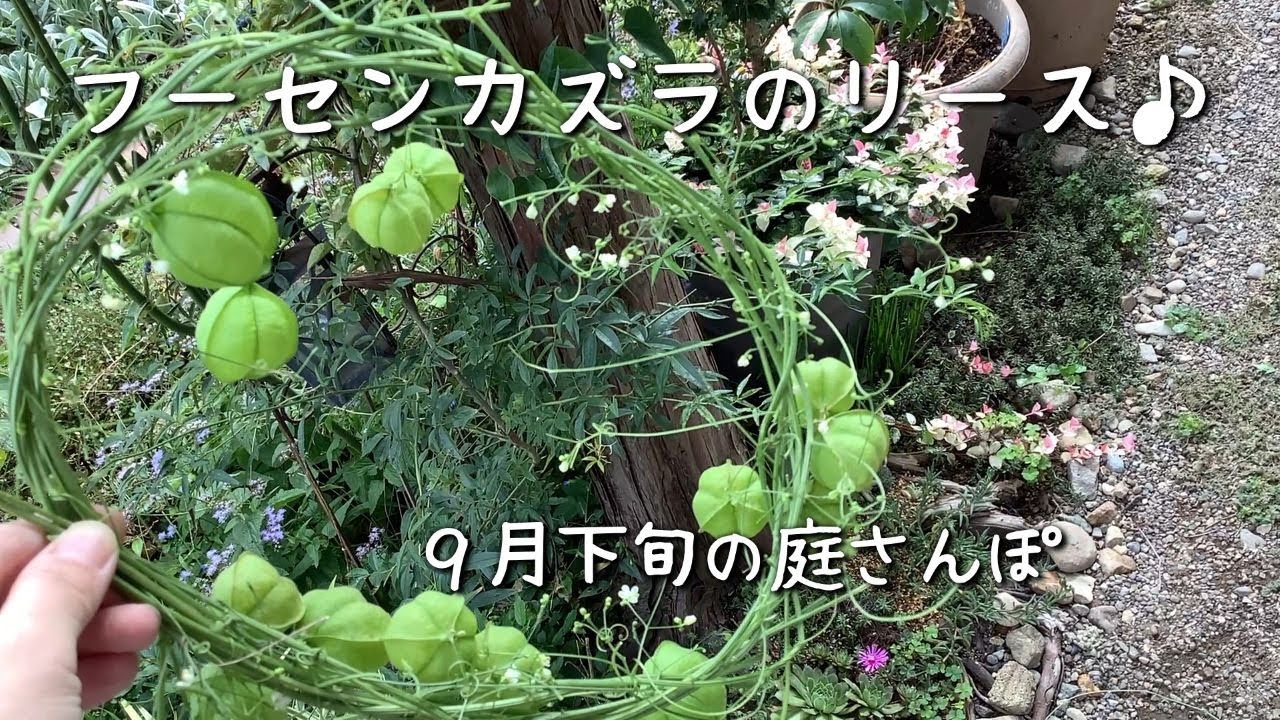 フーセンカズラが揺れる可愛いリース作り♪ - YouTube